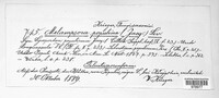 Melampsora populina image